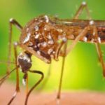 dengue20191124-808650-1