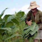 tabaco-