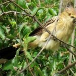 1-Pirincho-Jorge-Rojas-730x570