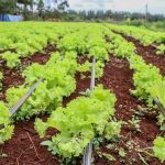 cocina-centralizada-eldo-mol1