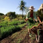 Agricultura-4