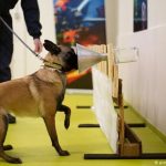 perros-olfato-coronavirus