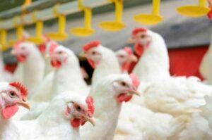 313910_gallinas