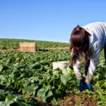 ChildFarmWorker1