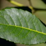 HOJA-mayo-2020