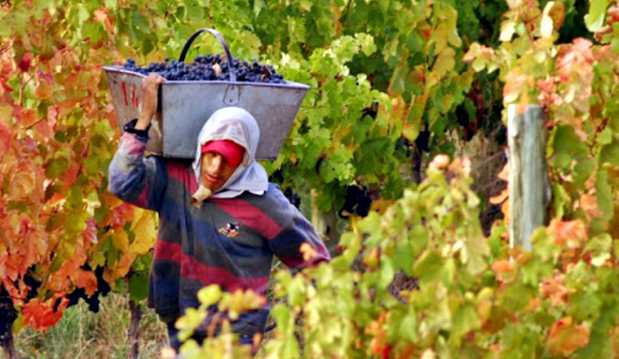 trabajadores golondrina