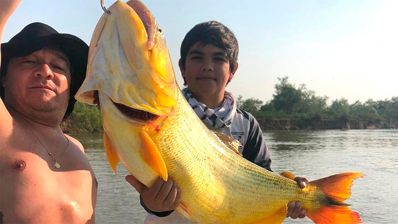 dorado