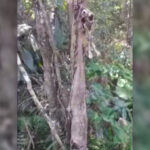 perro-colgado-arbol