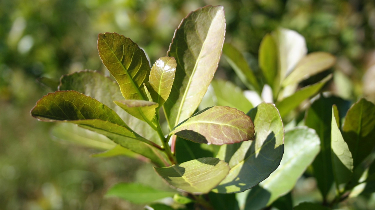 nuevos valores para la hoja verde