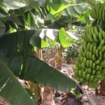 Bananas