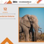 12-de-agosto-dC3ADa-mundial-del-elefante