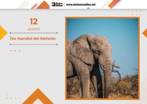 12-de-agosto-dC3ADa-mundial-del-elefante