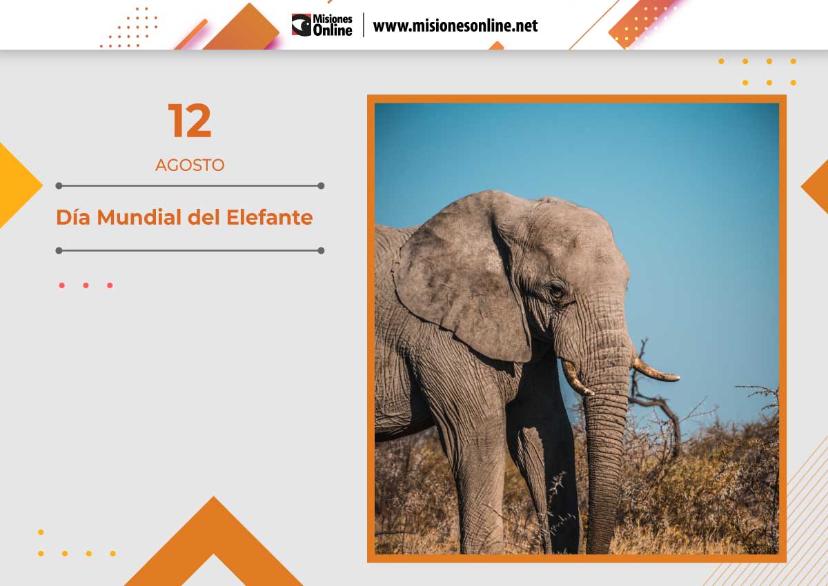 dia mundial del elefante