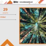 29-de-agosto-dC3ADa-del-C3A1rbol