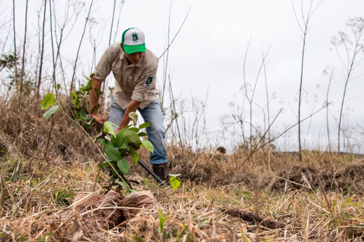 Fundación Vida Silvestre