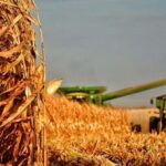 maiz_en_argentina_agrofy_news_mercados_farer