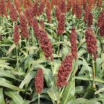 sorgo