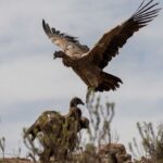 condor