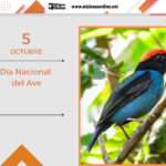 aves