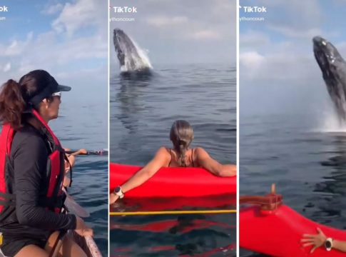 El increíble video de una ballena en la costa de Brasil