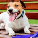 PurinaC2AE-Como-detectar-y-tratar-un-golpe-de-calor-en-perros-324x235