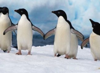 pingüinos