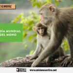 14-de-diciembre-dC3ADa-mundial-del-mono