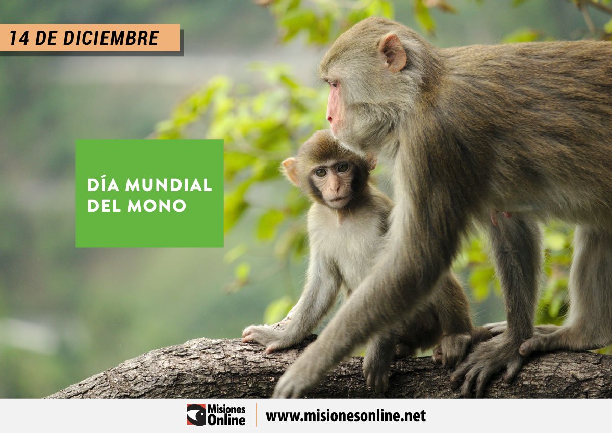 Día Mundial del Mono