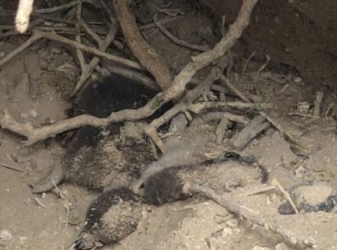 Mataron pingüinos en Chubut