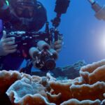 arrecife-de-coral-gigante