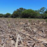 deforestacion-de-bosques