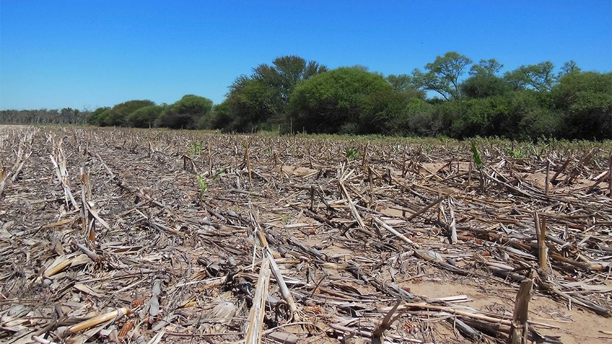 deforestación en Argentina