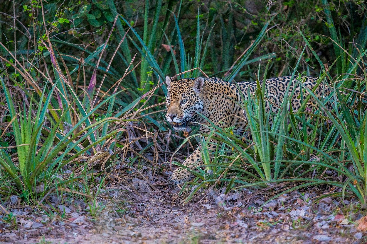 Día Mundial de la Vida Silvestre
