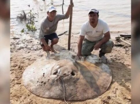 raya de 150 kilos