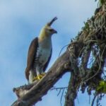 aguila