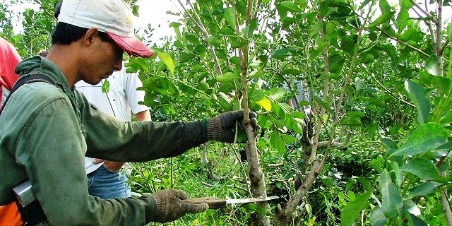 precio de la yerba mate