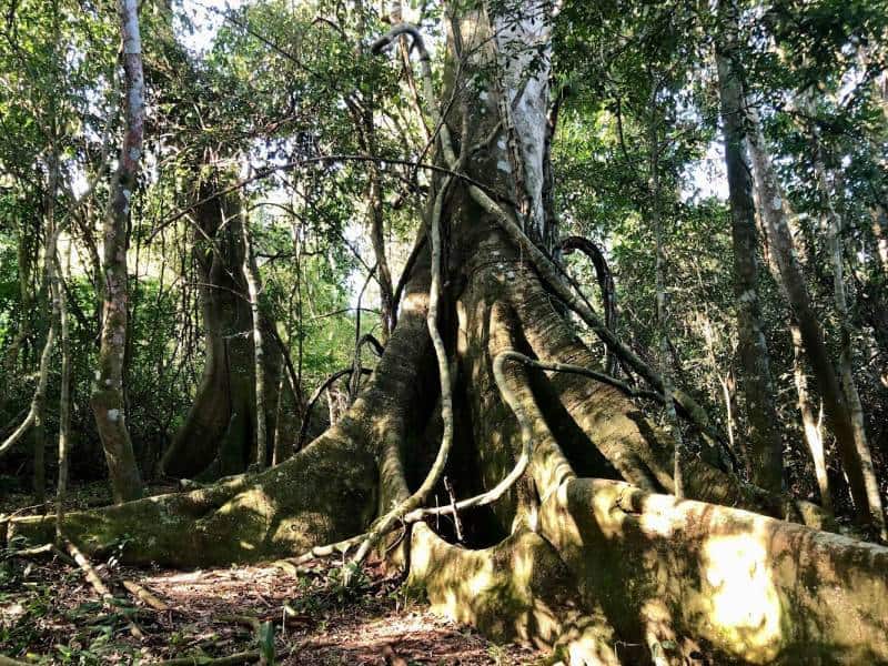 Tala de arboles en tierras guaraníes