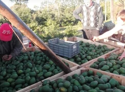 producción de palta