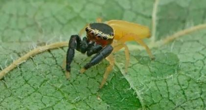 nueva especie de araña