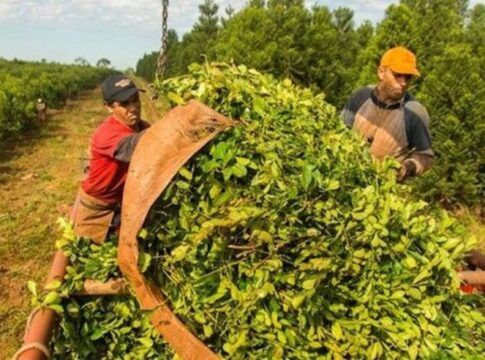 precio de la yerba mate