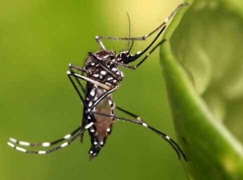 mosquitos modificados genéticamente