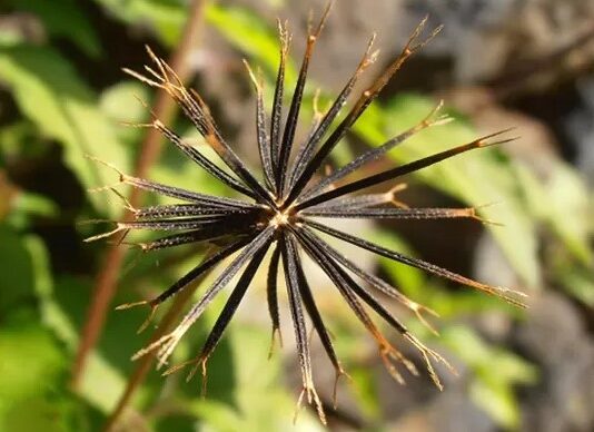 Plantas medicinales para cálculos renales