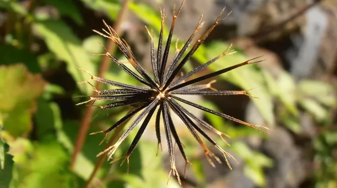 Plantas medicinales para cálculos renales