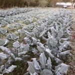 Heladas-en-Misiones