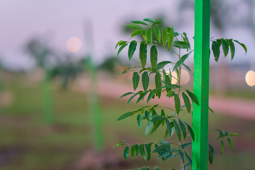 Alumnos misioneros plantaron 1000 árboles
