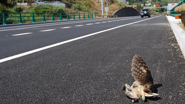 concientización contra el atropellamiento de aves