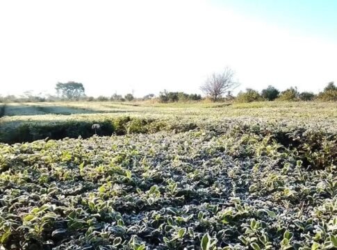 heladas en Misiones