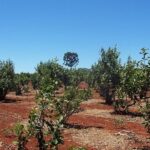 yerba-mate-archivo-plantas-nuevas