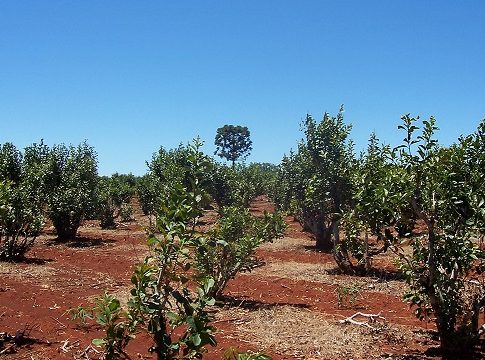 Sumarios del INYM