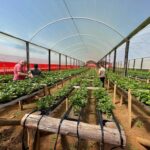 Ale-Ale-produccion-de-frutillas-1
